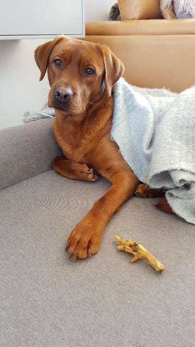 CHALLENGE NR. 19 - Der Hundeblick-Beitrag-Bild