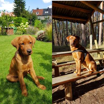 Zeigt her eure Labbis!-Beitrag-Bild