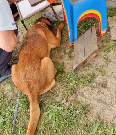 Die Dogorama Wochen Challenge-Beitrag-Bild