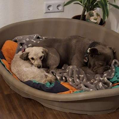 Hundetreffen-Hundespaziergang-Bild