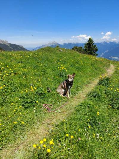 Hundetreffen-Junghundetreffen im Garten und Gassigang-Bild