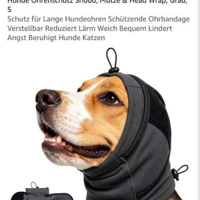 Verletzung am Ohr-Beitrag-Bild