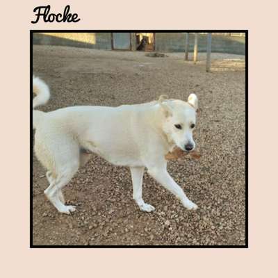 Tierschutzhunde suchen ein Zuhause-Beitrag-Bild