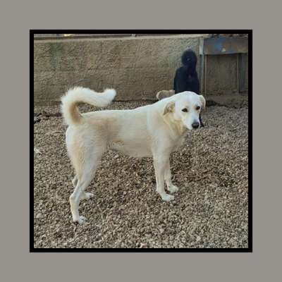 Tierschutzhunde suchen ein Zuhause-Beitrag-Bild