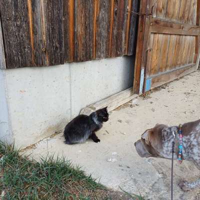 "Wege zur Freundschaft" (Ulli Reichmann)-Beitrag-Bild