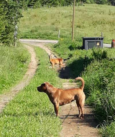 Ohne Leine springen lassen?-Beitrag-Bild