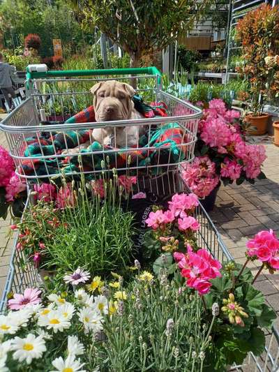 Zu viel Geschiss (Getue) um den Hund?-Beitrag-Bild