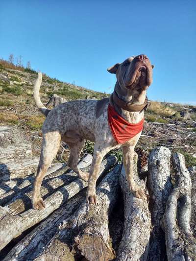 Dogorama Photo Challenge - Mein Holz und ich-Beitrag-Bild