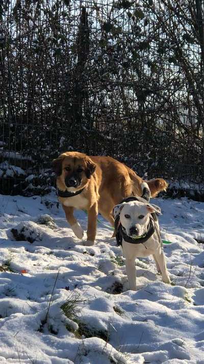 Tierschutzhunde suchen ein Zuhause-Beitrag-Bild
