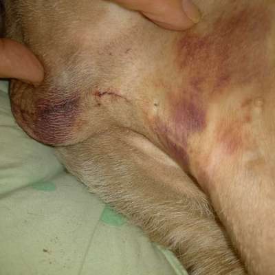 Frage zur Voruntersuchung vor OP beim Hund-Beitrag-Bild