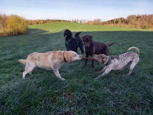 Hundetreffen-Gemeinsame Spaziergänge mit Spiel und Spaß!-Bild