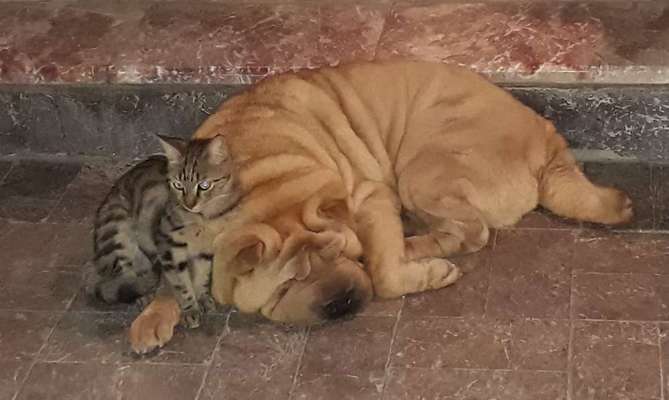 Fotochallenge - fremde Hunde-Beitrag-Bild