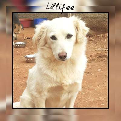 Tierschutzhunde suchen ein Zuhause-Beitrag-Bild