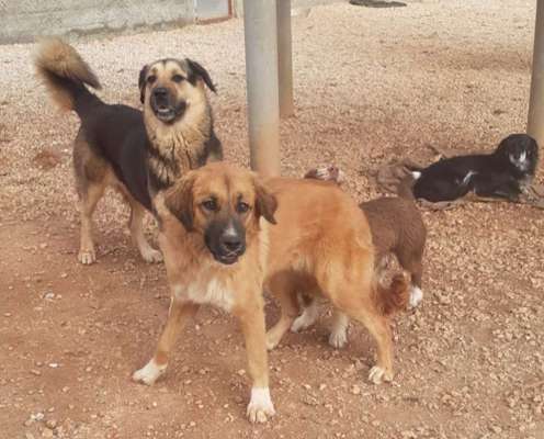 Tierschutzhunde suchen ein Zuhause-Beitrag-Bild