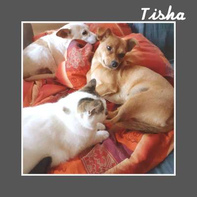 Tierschutzhunde suchen ein Zuhause-Beitrag-Bild