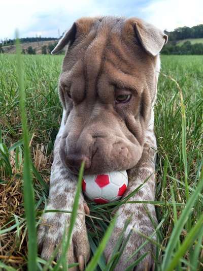 39. Collagen Challenge - Dein Hund auf einer Wiese-Beitrag-Bild