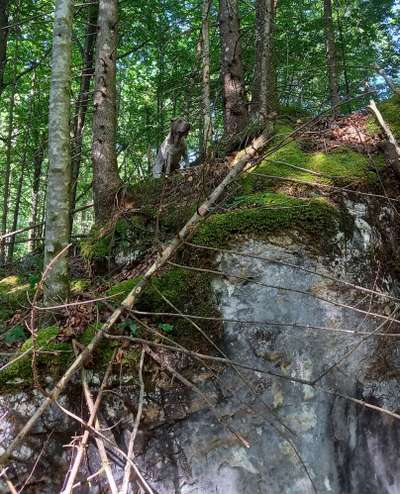 Dogorama Photo Challenge - Versteckspiel-Beitrag-Bild