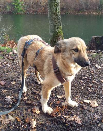 Tierschutzhunde suchen ein Zuhause-Beitrag-Bild