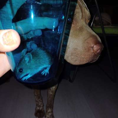 Hund hat Maus gegessen-Beitrag-Bild