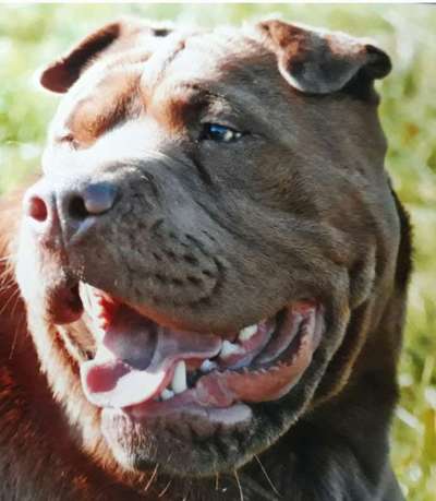 Dogorama Photo Challenge - Portrait-Beitrag-Bild