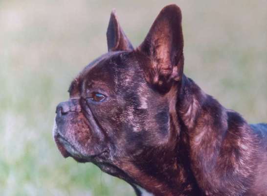 Brachycephale Hunderassen-Beitrag-Bild