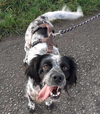 Tierschutzhunde suchen ein Zuhause-Beitrag-Bild