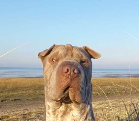 23. Collagen-Challenge: Portraits-Beitrag-Bild