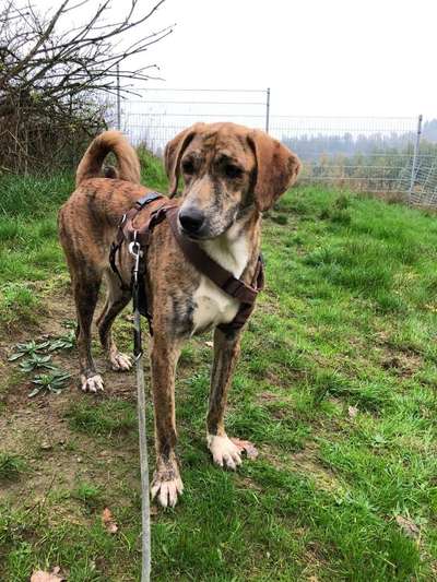 Tierschutzhunde suchen ein Zuhause-Beitrag-Bild
