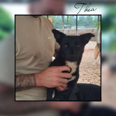 Tierschutzhunde suchen ein Zuhause-Beitrag-Bild