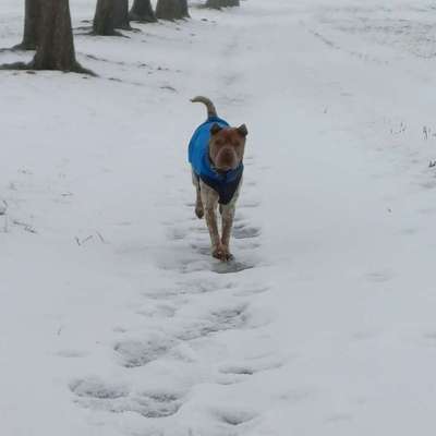 Impulskontrollübung 67: Laufbilder mit dem Hund 📸-Beitrag-Bild