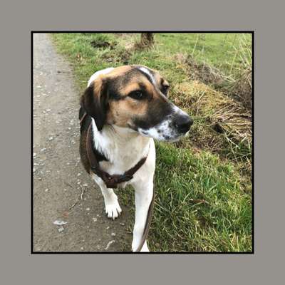 Tierschutzhunde suchen ein Zuhause-Beitrag-Bild