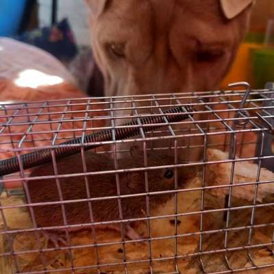 Hund hat Maus gegessen-Beitrag-Bild