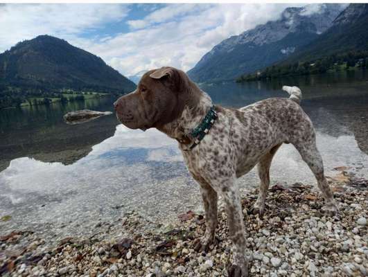 11. Collagen-Challenge
Dein*e Hund*e in verschiedenen Lebensphasen-Beitrag-Bild