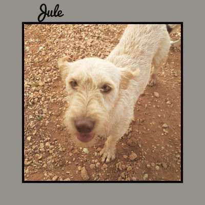 Tierschutzhunde suchen ein Zuhause-Beitrag-Bild