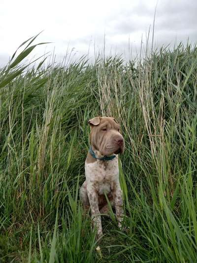 39. Collagen Challenge - Dein Hund auf einer Wiese-Beitrag-Bild