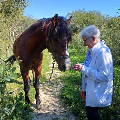 Wie kann man den Hunden im Ausland helfen ?  Stichwort Adoption !-Beitrag-Bild