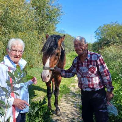 Wie kann man den Hunden im Ausland helfen ?  Stichwort Adoption !-Beitrag-Bild