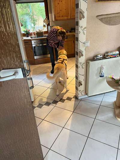 Tierschutzhunde suchen ein Zuhause-Beitrag-Bild