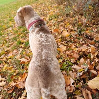 Wie optimal ist das Körpergewicht meines Hundes?-Beitrag-Bild