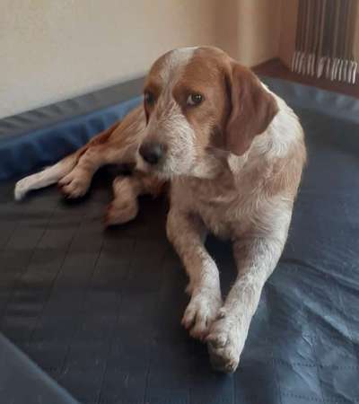 Tierschutzhunde suchen ein Zuhause-Beitrag-Bild