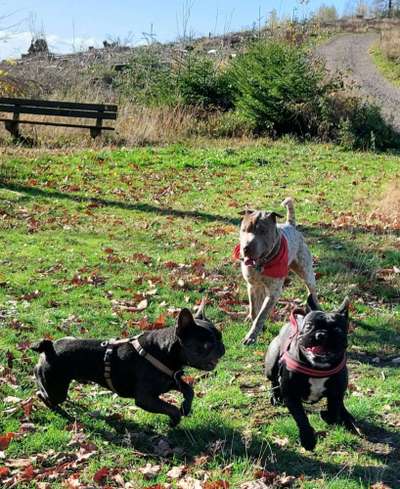 Brachycephale Hunderassen-Beitrag-Bild