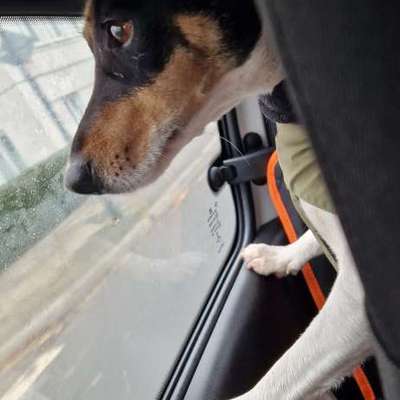 Wie kann man den Hunden im Ausland helfen ?  Stichwort Adoption !-Beitrag-Bild