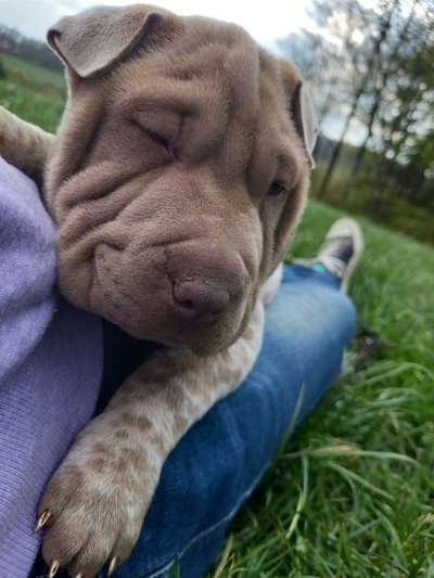 23. Collagen-Challenge: Portraits-Beitrag-Bild