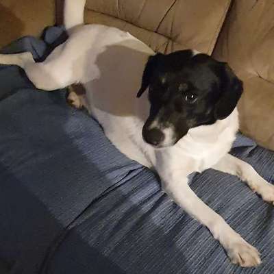 Wie kann man den Hunden im Ausland helfen ?  Stichwort Adoption !-Beitrag-Bild