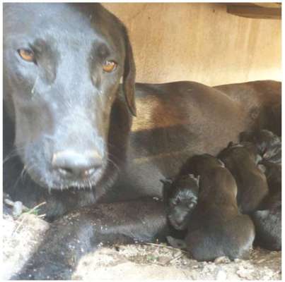 Tierschutzhunde suchen ein Zuhause-Beitrag-Bild