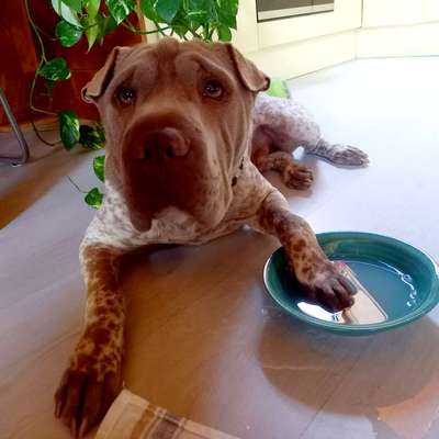 Kralle längs abgerissen, leben liegt frei...-Beitrag-Bild