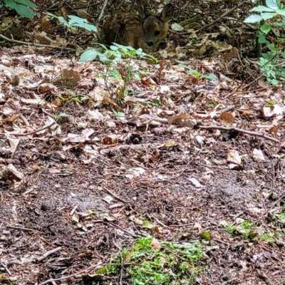 "Wege zur Freundschaft" (Ulli Reichmann)-Beitrag-Bild