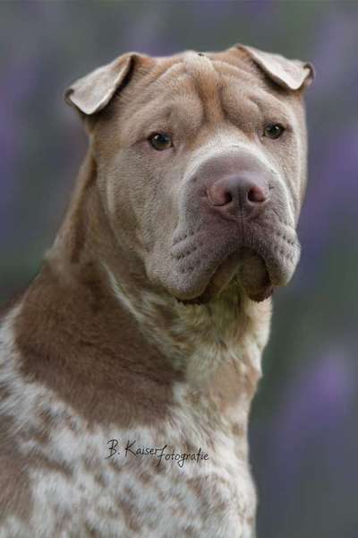 Häufige Vorurteile-Beitrag-Bild