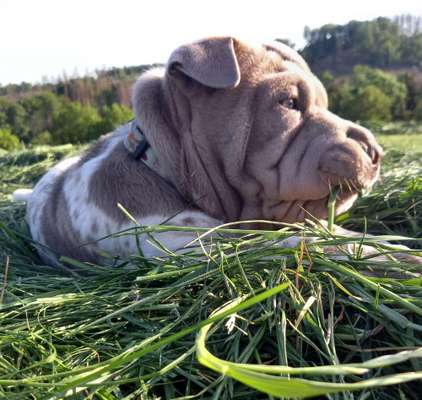 Fotosammlung: ,,Der natürliche Hund" Unbearbeitet, ungestellt und in Natura-Beitrag-Bild