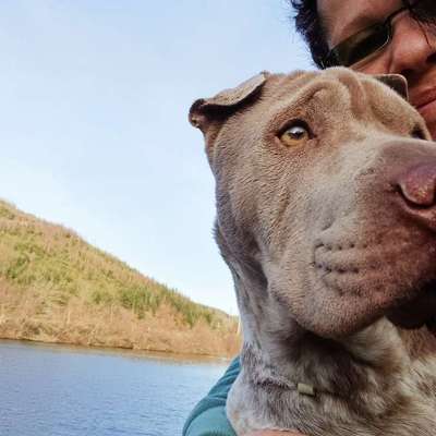 Hundetreffen-Gemeinsame Spaziergänge-Bild